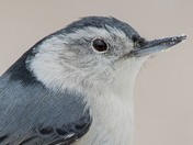 White-Breasted Nuthatch 