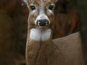 Oh Deer 2022