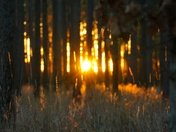 Pee Dee NWR