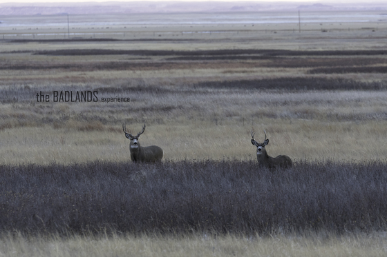 Badlands National Park