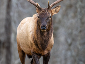 Great Smoky Mountains National Park