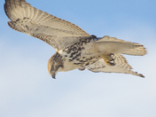My Red-Tailed Hawk Collection 22 (2)