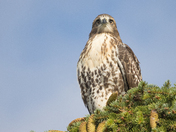 My Red-Tailed Hawk Collection 22 (2)