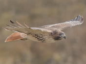 My Red-Tailed Hawk Collection 22 (2)