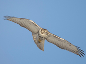 My Red-Tailed Hawk Collection 22 (2)