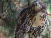 My Red-Tailed Hawk Collection 22 (2)