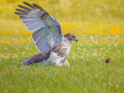 My Red-Tailed Hawk Collection 22 (2)