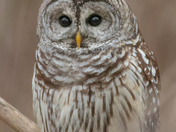 Bird of Prey 2022 Mix
