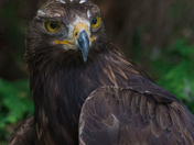 Bird of Prey 2022 Mix