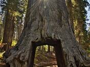 Yosemite National Park