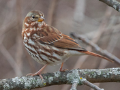 Collections of Fox Sparrow and Sparrows 2022