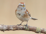Collections of Fox Sparrow and Sparrows 2022