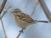 Collections of Fox Sparrow and Sparrows 2022
