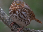 Collections of Fox Sparrow and Sparrows 2022