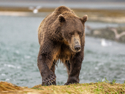 Geographic Harbor, Katmai National Park