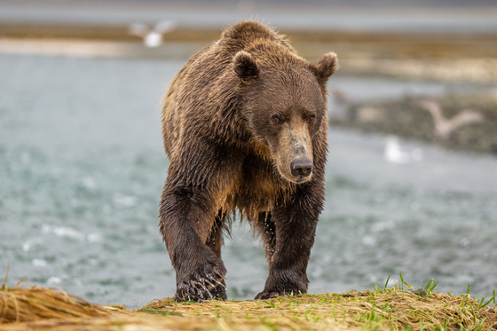 Geographic Harbor, Katmai National Park