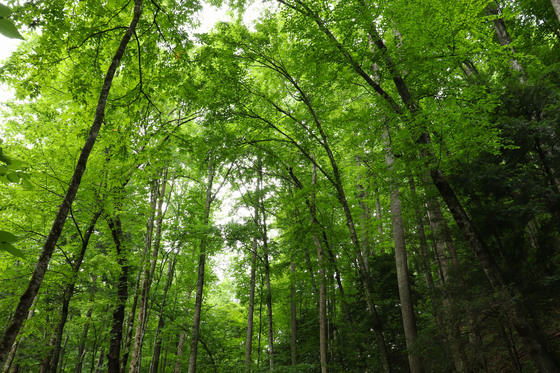  Great Smoky Mountains National Park