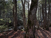 White Mountain National Forest 
