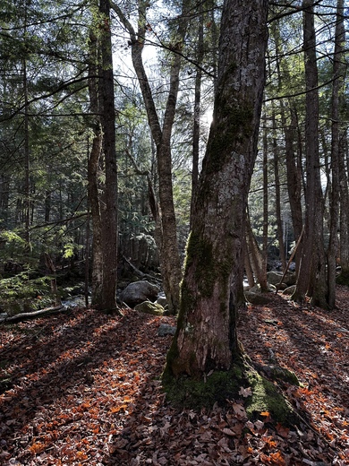 White Mountain National Forest 