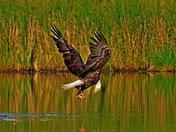 Blackwater National Wildlife Refuge
