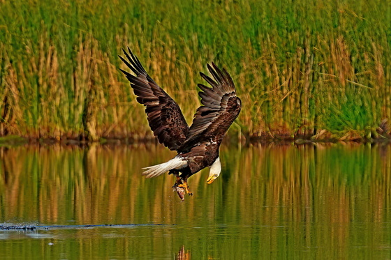 Blackwater National Wildlife Refuge
