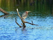 Blackwater National Wildlife Refuge