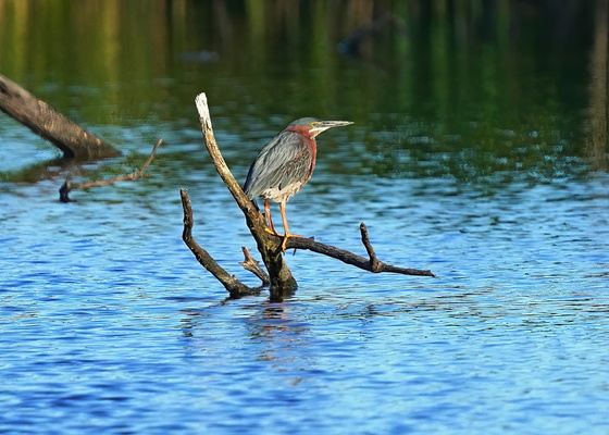 Blackwater National Wildlife Refuge