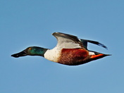 Blackwater National Wildlife Refuge