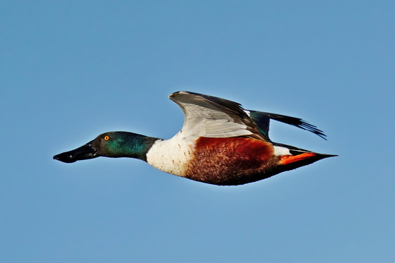 Blackwater National Wildlife Refuge