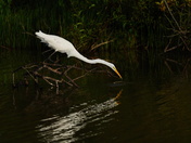 Blackwater National Wildlife Refuge