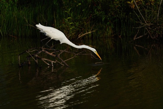 Blackwater National Wildlife Refuge