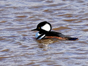Blackwater National Wildlife Refuge