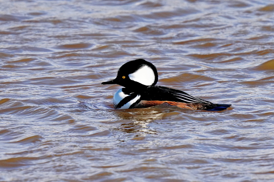 Blackwater National Wildlife Refuge