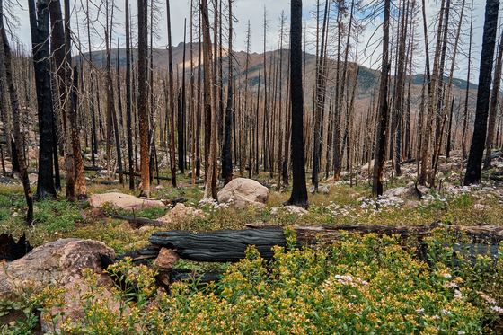 Rocky Mountain National Park 