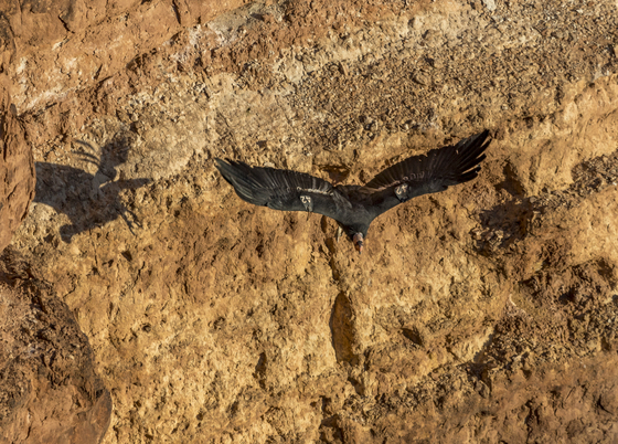 Lee's Ferry, Marble Canyon, Glen Canyon National Recreation Area