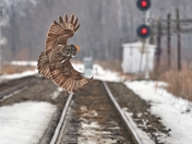 Trying To Catch The Train 