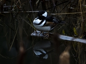 Hooded Merganser 
