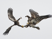 Battling Eagles