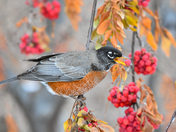 American Robin with mountain ash berry 