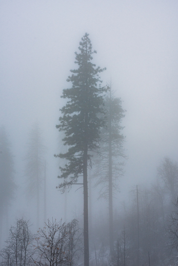 Yosemite national park