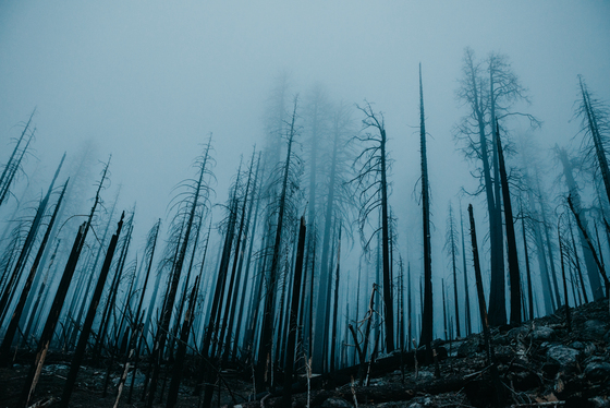 Yosemite National Park
