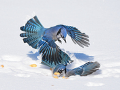 Blue Jays