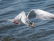 Chincoteague National Wildlife Refuse 