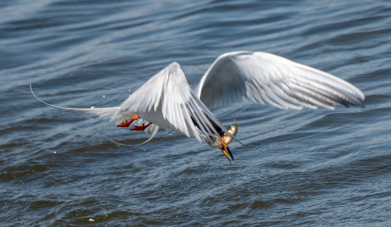 Chincoteague National Wildlife Refuse 
