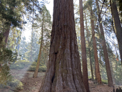 Kings Canyon National Park