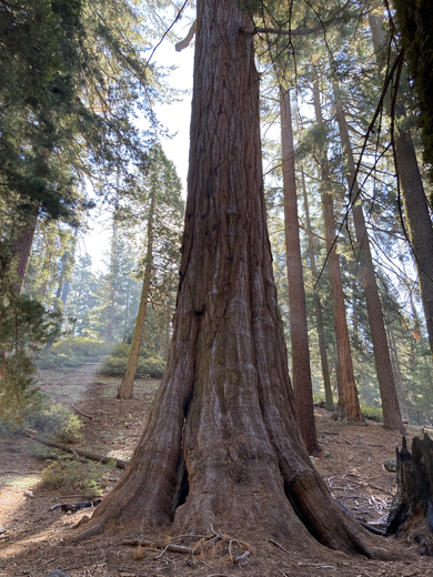 Kings Canyon National Park