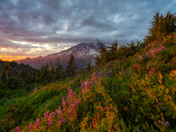 Mount Rainier National Park