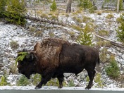 Yellowstone National Park