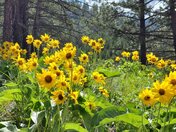 Kootenai National Forest