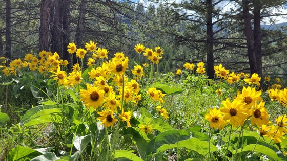 Kootenai National Forest